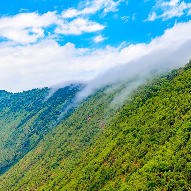 una montaña llena de árboles en Tanzania