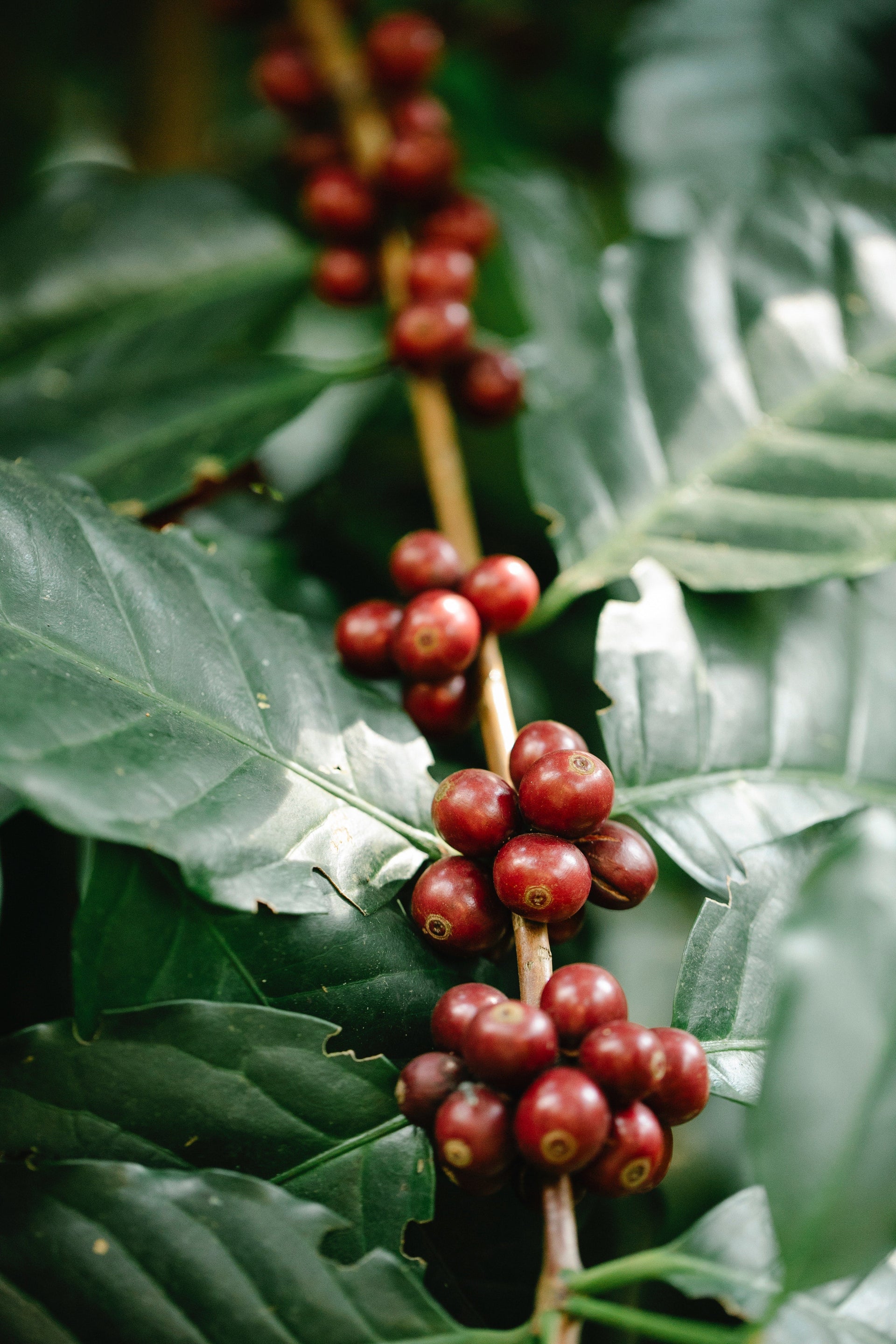 Una rama con frutos de café rojos